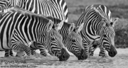 KENYA 2024 CLASSIC